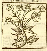An illustration from The vertuose boke of distyllacyon of the waters of all maner of herbes ?with the fygures of the styllatoryes /fyrst made and compyled by the thyrte yeres study and labour of the moste conynge and famous master of phisyke Master Jherom Bruynswyke ; and now newly translate out of Duyche into Englysshe, not only to the synguler helpe and profyte of the surgyens, phisycyens and apothecaryes, but also of all maner of people parfytely and in dewe tyme and ordre to lerne to dystyll all maner of herbes to the profit, cure, & remedy of all maner dysieases and infirmytees apparant and nat apparant, and ye shall understande that the waters be better than the herbes as Avicenna testefyeth in his fourth canon saynge that all maner medicynes used with theyr substance febleth and maketh aged and weke. (1527)