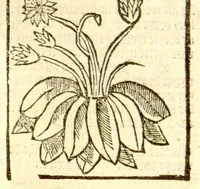 Picture 34 of 46 from The vertuose boke of distyllacyon of the waters of all maner of herbes ?with the fygures of the styllatoryes /fyrst made and compyled by the thyrte yeres study and labour of the moste conynge and famous master of phisyke Master Jherom Bruynswyke ; and now newly translate out of Duyche into Englysshe, not only to the synguler helpe and profyte of the surgyens, phisycyens and apothecaryes, but also of all maner of people parfytely and in dewe tyme and ordre to lerne to dystyll all maner of herbes to the profit, cure, & remedy of all maner dysieases and infirmytees apparant and nat apparant, and ye shall understande that the waters be better than the herbes as Avicenna testefyeth in his fourth canon saynge that all maner medicynes used with theyr substance febleth and maketh aged and weke. (1527), leaf 236