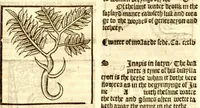 An illustration from The vertuose boke of distyllacyon of the waters of all maner of herbes ?with the fygures of the styllatoryes /fyrst made and compyled by the thyrte yeres study and labour of the moste conynge and famous master of phisyke Master Jherom Bruynswyke ; and now newly translate out of Duyche into Englysshe, not only to the synguler helpe and profyte of the surgyens, phisycyens and apothecaryes, but also of all maner of people parfytely and in dewe tyme and ordre to lerne to dystyll all maner of herbes to the profit, cure, & remedy of all maner dysieases and infirmytees apparant and nat apparant, and ye shall understande that the waters be better than the herbes as Avicenna testefyeth in his fourth canon saynge that all maner medicynes used with theyr substance febleth and maketh aged and weke. (1527)