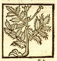Picture 37 of 46 from The vertuose boke of distyllacyon of the waters of all maner of herbes ?with the fygures of the styllatoryes /fyrst made and compyled by the thyrte yeres study and labour of the moste conynge and famous master of phisyke Master Jherom Bruynswyke ; and now newly translate out of Duyche into Englysshe, not only to the synguler helpe and profyte of the surgyens, phisycyens and apothecaryes, but also of all maner of people parfytely and in dewe tyme and ordre to lerne to dystyll all maner of herbes to the profit, cure, & remedy of all maner dysieases and infirmytees apparant and nat apparant, and ye shall understande that the waters be better than the herbes as Avicenna testefyeth in his fourth canon saynge that all maner medicynes used with theyr substance febleth and maketh aged and weke. (1527), leaf 248