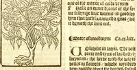 An illustration from The vertuose boke of distyllacyon of the waters of all maner of herbes ?with the fygures of the styllatoryes /fyrst made and compyled by the thyrte yeres study and labour of the moste conynge and famous master of phisyke Master Jherom Bruynswyke ; and now newly translate out of Duyche into Englysshe, not only to the synguler helpe and profyte of the surgyens, phisycyens and apothecaryes, but also of all maner of people parfytely and in dewe tyme and ordre to lerne to dystyll all maner of herbes to the profit, cure, & remedy of all maner dysieases and infirmytees apparant and nat apparant, and ye shall understande that the waters be better than the herbes as Avicenna testefyeth in his fourth canon saynge that all maner medicynes used with theyr substance febleth and maketh aged and weke. (1527)
