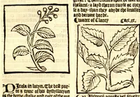 An illustration from The vertuose boke of distyllacyon of the waters of all maner of herbes ?with the fygures of the styllatoryes /fyrst made and compyled by the thyrte yeres study and labour of the moste conynge and famous master of phisyke Master Jherom Bruynswyke ; and now newly translate out of Duyche into Englysshe, not only to the synguler helpe and profyte of the surgyens, phisycyens and apothecaryes, but also of all maner of people parfytely and in dewe tyme and ordre to lerne to dystyll all maner of herbes to the profit, cure, & remedy of all maner dysieases and infirmytees apparant and nat apparant, and ye shall understande that the waters be better than the herbes as Avicenna testefyeth in his fourth canon saynge that all maner medicynes used with theyr substance febleth and maketh aged and weke. (1527)