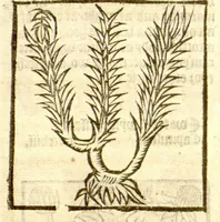 An illustration from The vertuose boke of distyllacyon of the waters of all maner of herbes ?with the fygures of the styllatoryes /fyrst made and compyled by the thyrte yeres study and labour of the moste conynge and famous master of phisyke Master Jherom Bruynswyke ; and now newly translate out of Duyche into Englysshe, not only to the synguler helpe and profyte of the surgyens, phisycyens and apothecaryes, but also of all maner of people parfytely and in dewe tyme and ordre to lerne to dystyll all maner of herbes to the profit, cure, & remedy of all maner dysieases and infirmytees apparant and nat apparant, and ye shall understande that the waters be better than the herbes as Avicenna testefyeth in his fourth canon saynge that all maner medicynes used with theyr substance febleth and maketh aged and weke. (1527)