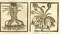 Picture 44 of 46 from The vertuose boke of distyllacyon of the waters of all maner of herbes ?with the fygures of the styllatoryes /fyrst made and compyled by the thyrte yeres study and labour of the moste conynge and famous master of phisyke Master Jherom Bruynswyke ; and now newly translate out of Duyche into Englysshe, not only to the synguler helpe and profyte of the surgyens, phisycyens and apothecaryes, but also of all maner of people parfytely and in dewe tyme and ordre to lerne to dystyll all maner of herbes to the profit, cure, & remedy of all maner dysieases and infirmytees apparant and nat apparant, and ye shall understande that the waters be better than the herbes as Avicenna testefyeth in his fourth canon saynge that all maner medicynes used with theyr substance febleth and maketh aged and weke. (1527), leaf 266