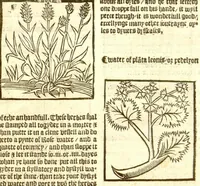 An illustration from The vertuose boke of distyllacyon of the waters of all maner of herbes ?with the fygures of the styllatoryes /fyrst made and compyled by the thyrte yeres study and labour of the moste conynge and famous master of phisyke Master Jherom Bruynswyke ; and now newly translate out of Duyche into Englysshe, not only to the synguler helpe and profyte of the surgyens, phisycyens and apothecaryes, but also of all maner of people parfytely and in dewe tyme and ordre to lerne to dystyll all maner of herbes to the profit, cure, & remedy of all maner dysieases and infirmytees apparant and nat apparant, and ye shall understande that the waters be better than the herbes as Avicenna testefyeth in his fourth canon saynge that all maner medicynes used with theyr substance febleth and maketh aged and weke. (1527)