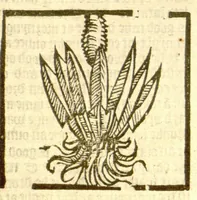 An illustration from The vertuose boke of distyllacyon of the waters of all maner of herbes ?with the fygures of the styllatoryes /fyrst made and compyled by the thyrte yeres study and labour of the moste conynge and famous master of phisyke Master Jherom Bruynswyke ; and now newly translate out of Duyche into Englysshe, not only to the synguler helpe and profyte of the surgyens, phisycyens and apothecaryes, but also of all maner of people parfytely and in dewe tyme and ordre to lerne to dystyll all maner of herbes to the profit, cure, & remedy of all maner dysieases and infirmytees apparant and nat apparant, and ye shall understande that the waters be better than the herbes as Avicenna testefyeth in his fourth canon saynge that all maner medicynes used with theyr substance febleth and maketh aged and weke. (1527)
