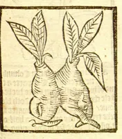 Picture 8 of 46 from The vertuose boke of distyllacyon of the waters of all maner of herbes ?with the fygures of the styllatoryes /fyrst made and compyled by the thyrte yeres study and labour of the moste conynge and famous master of phisyke Master Jherom Bruynswyke ; and now newly translate out of Duyche into Englysshe, not only to the synguler helpe and profyte of the surgyens, phisycyens and apothecaryes, but also of all maner of people parfytely and in dewe tyme and ordre to lerne to dystyll all maner of herbes to the profit, cure, & remedy of all maner dysieases and infirmytees apparant and nat apparant, and ye shall understande that the waters be better than the herbes as Avicenna testefyeth in his fourth canon saynge that all maner medicynes used with theyr substance febleth and maketh aged and weke. (1527), leaf 76