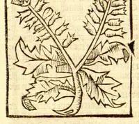 An illustration from The vertuose boke of distyllacyon of the waters of all maner of herbes ?with the fygures of the styllatoryes /fyrst made and compyled by the thyrte yeres study and labour of the moste conynge and famous master of phisyke Master Jherom Bruynswyke ; and now newly translate out of Duyche into Englysshe, not only to the synguler helpe and profyte of the surgyens, phisycyens and apothecaryes, but also of all maner of people parfytely and in dewe tyme and ordre to lerne to dystyll all maner of herbes to the profit, cure, & remedy of all maner dysieases and infirmytees apparant and nat apparant, and ye shall understande that the waters be better than the herbes as Avicenna testefyeth in his fourth canon saynge that all maner medicynes used with theyr substance febleth and maketh aged and weke. (1527)