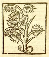 An illustration from The vertuose boke of distyllacyon of the waters of all maner of herbes ?with the fygures of the styllatoryes /fyrst made and compyled by the thyrte yeres study and labour of the moste conynge and famous master of phisyke Master Jherom Bruynswyke ; and now newly translate out of Duyche into Englysshe, not only to the synguler helpe and profyte of the surgyens, phisycyens and apothecaryes, but also of all maner of people parfytely and in dewe tyme and ordre to lerne to dystyll all maner of herbes to the profit, cure, & remedy of all maner dysieases and infirmytees apparant and nat apparant, and ye shall understande that the waters be better than the herbes as Avicenna testefyeth in his fourth canon saynge that all maner medicynes used with theyr substance febleth and maketh aged and weke. (1527)