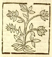 An illustration from The vertuose boke of distyllacyon of the waters of all maner of herbes ?with the fygures of the styllatoryes /fyrst made and compyled by the thyrte yeres study and labour of the moste conynge and famous master of phisyke Master Jherom Bruynswyke ; and now newly translate out of Duyche into Englysshe, not only to the synguler helpe and profyte of the surgyens, phisycyens and apothecaryes, but also of all maner of people parfytely and in dewe tyme and ordre to lerne to dystyll all maner of herbes to the profit, cure, & remedy of all maner dysieases and infirmytees apparant and nat apparant, and ye shall understande that the waters be better than the herbes as Avicenna testefyeth in his fourth canon saynge that all maner medicynes used with theyr substance febleth and maketh aged and weke. (1527)