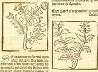 An illustration from The vertuose boke of distyllacyon of the waters of all maner of herbes ?with the fygures of the styllatoryes /fyrst made and compyled by the thyrte yeres study and labour of the moste conynge and famous master of phisyke Master Jherom Bruynswyke ; and now newly translate out of Duyche into Englysshe, not only to the synguler helpe and profyte of the surgyens, phisycyens and apothecaryes, but also of all maner of people parfytely and in dewe tyme and ordre to lerne to dystyll all maner of herbes to the profit, cure, & remedy of all maner dysieases and infirmytees apparant and nat apparant, and ye shall understande that the waters be better than the herbes as Avicenna testefyeth in his fourth canon saynge that all maner medicynes used with theyr substance febleth and maketh aged and weke. (1527)