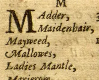 An illustration from Adam in Eden, or, Natures paradise ?the history of plants, fruits, herbs and flowers ? with their several names, whether Greek, Latin or English, the places where they grow, their descriptions and kinds, their times of flourishing and decreasing, as also their several signatures, anatomical appropriations, and particular physical vertues, together with necessary observations on the seasons of planting, and gathering of our English simples with directions how to preserve them in their compositions or otherwise ... For the herbalists greater benefit, there is annexed a Latin and English table of the several names of simples, with another more particular table of the diseases, and their cures, treated of in this so necessary a work /by William Coles ... (1657)