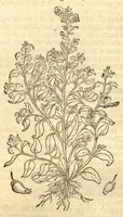 An illustration from Crŭÿde boeck : in den welcken die geheele historie dat es tgheslacht, tfatsoen, nae[m], natuere, cracht ende werckinghe, van den cruyden, niet alleen hier te lande wassende, maer oock van de[n] andere[n] Vremde[n] in der medecynen oorboorlijck, met grooter neersticheyt begrepen ende verclaert es, met der seluer cruyden natuerlijck naer dat leuen conterfeytsel daer by ghestelt / duer D. Rembert Dodoens ... Van nieuws ouersien, ende met seer veel schoone nieuwe figueren vermeerdert. (1563)