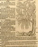 An illustration from Crŭÿde boeck : in den welcken die geheele historie dat es tgheslacht, tfatsoen, nae[m], natuere, cracht ende werckinghe, van den cruyden, niet alleen hier te lande wassende, maer oock van de[n] andere[n] Vremde[n] in der medecynen oorboorlijck, met grooter neersticheyt begrepen ende verclaert es, met der seluer cruyden natuerlijck naer dat leuen conterfeytsel daer by ghestelt / duer D. Rembert Dodoens ... Van nieuws ouersien, ende met seer veel schoone nieuwe figueren vermeerdert. (1563)