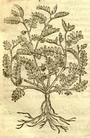 Picture 21 of 30 from The Herball, or, Generall historie of plantes /gathered by John Gerarde of London, master in chirurgerie. (1597), leaf 1086