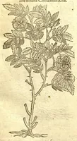 Picture 22 of 30 from The Herball, or, Generall historie of plantes /gathered by John Gerarde of London, master in chirurgerie. (1597), leaf 1106