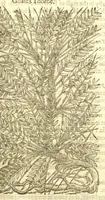 An illustration from The Herball, or, Generall historie of plantes /gathered by John Gerarde of London, master in chirurgerie. (1597)