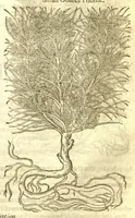 Picture 24 of 30 from The Herball, or, Generall historie of plantes /gathered by John Gerarde of London, master in chirurgerie. (1597), leaf 1167
