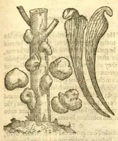 Picture 25 of 30 from The Herball, or, Generall historie of plantes /gathered by John Gerarde of London, master in chirurgerie. (1597), leaf 1269