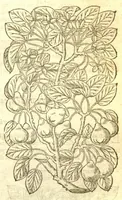An illustration from The Herball, or, Generall historie of plantes /gathered by John Gerarde of London, master in chirurgerie. (1597)