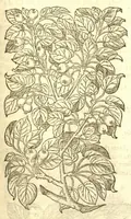Picture 27 of 30 from The Herball, or, Generall historie of plantes /gathered by John Gerarde of London, master in chirurgerie. (1597), leaf 1291