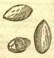 Picture 29 of 30 from The Herball, or, Generall historie of plantes /gathered by John Gerarde of London, master in chirurgerie. (1597), leaf 1386