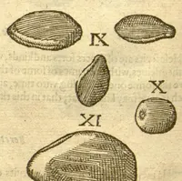 An illustration from The Herball, or, Generall historie of plantes /gathered by John Gerarde of London, master in chirurgerie. (1597)