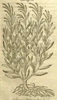 Picture 2 of 30 from The Herball, or, Generall historie of plantes /gathered by John Gerarde of London, master in chirurgerie. (1597), leaf 213