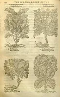Picture 3 of 30 from The Herball, or, Generall historie of plantes /gathered by John Gerarde of London, master in chirurgerie. (1597), leaf 264