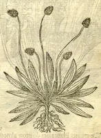 Picture 4 of 30 from The Herball, or, Generall historie of plantes /gathered by John Gerarde of London, master in chirurgerie. (1597), leaf 359