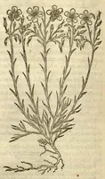 An illustration from The Herball, or, Generall historie of plantes /gathered by John Gerarde of London, master in chirurgerie. (1597)