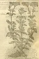 An illustration from The Herball, or, Generall historie of plantes /gathered by John Gerarde of London, master in chirurgerie. (1597)