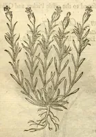 Picture 8 of 30 from The Herball, or, Generall historie of plantes /gathered by John Gerarde of London, master in chirurgerie. (1597), leaf 501