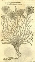 Picture 9 of 30 from The Herball, or, Generall historie of plantes /gathered by John Gerarde of London, master in chirurgerie. (1597), leaf 616