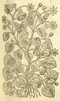 Picture 11 of 30 from The Herball, or, Generall historie of plantes /gathered by John Gerarde of London, master in chirurgerie. (1597), leaf 689