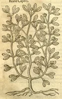 Picture 12 of 30 from The Herball, or, Generall historie of plantes /gathered by John Gerarde of London, master in chirurgerie. (1597), leaf 770
