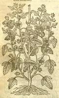 Picture 13 of 30 from The Herball, or, Generall historie of plantes /gathered by John Gerarde of London, master in chirurgerie. (1597), leaf 808