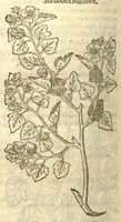 Picture 14 of 30 from The Herball, or, Generall historie of plantes /gathered by John Gerarde of London, master in chirurgerie. (1597), leaf 808