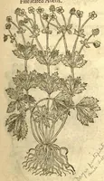 Picture 15 of 30 from The Herball, or, Generall historie of plantes /gathered by John Gerarde of London, master in chirurgerie. (1597), leaf 863