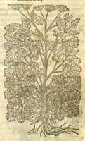 Picture 16 of 30 from The Herball, or, Generall historie of plantes /gathered by John Gerarde of London, master in chirurgerie. (1597), leaf 881