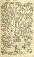 Picture 17 of 30 from The Herball, or, Generall historie of plantes /gathered by John Gerarde of London, master in chirurgerie. (1597), leaf 881