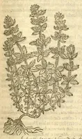 An illustration from The Herball, or, Generall historie of plantes /gathered by John Gerarde of London, master in chirurgerie. (1597)