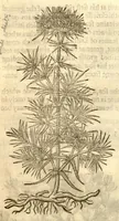 An illustration from The herball, or, Generall historie of plantes /gathered by John Gerarde of London master in chirurgerie ; very much enlarged and amended by Thomas Johnson citizen and apothecarye of London. (1636)