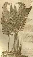 An illustration from The herball, or, Generall historie of plantes /gathered by John Gerarde of London master in chirurgerie ; very much enlarged and amended by Thomas Johnson citizen and apothecarye of London. (1636)