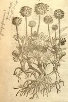 An illustration from The herball, or, Generall historie of plantes /gathered by John Gerarde of London master in chirurgerie ; very much enlarged and amended by Thomas Johnson citizen and apothecarye of London. (1636)