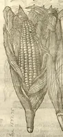 Picture 5 of 32 from The herball, or, Generall historie of plantes /gathered by John Gerarde of London master in chirurgerie ; very much enlarged and amended by Thomas Johnson citizen and apothecarye of London. (1636), leaf 121