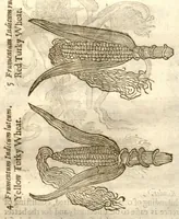 Picture 6 of 32 from The herball, or, Generall historie of plantes /gathered by John Gerarde of London master in chirurgerie ; very much enlarged and amended by Thomas Johnson citizen and apothecarye of London. (1636), leaf 121