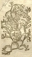 An illustration from The herball, or, Generall historie of plantes /gathered by John Gerarde of London master in chirurgerie ; very much enlarged and amended by Thomas Johnson citizen and apothecarye of London. (1636)