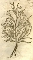 An illustration from The herball, or, Generall historie of plantes /gathered by John Gerarde of London master in chirurgerie ; very much enlarged and amended by Thomas Johnson citizen and apothecarye of London. (1636)