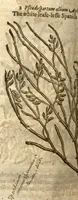 Picture 29 of 32 from The herball, or, Generall historie of plantes /gathered by John Gerarde of London master in chirurgerie ; very much enlarged and amended by Thomas Johnson citizen and apothecarye of London. (1636), leaf 1282